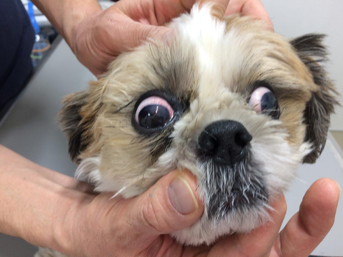 犬の角膜炎 小手指ペットクリニック