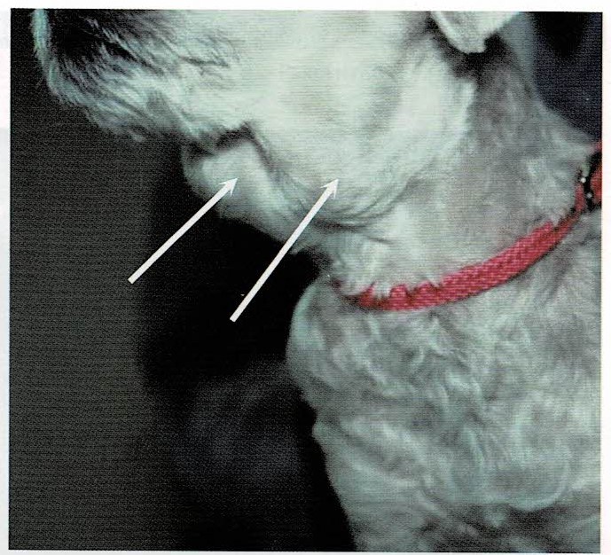 犬のリンパ節の腫れ ｂ細胞リンパ腫 高グレード 小手指ペットクリニック